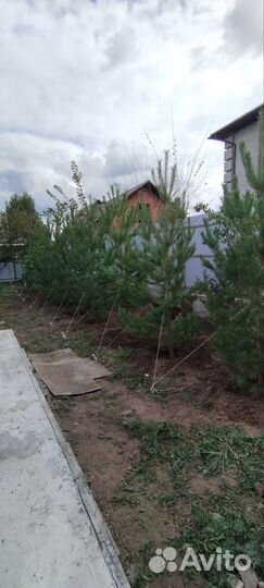Крупномеры хвойных и лиственных пород