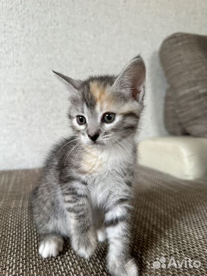 Котята в добрые руки даром