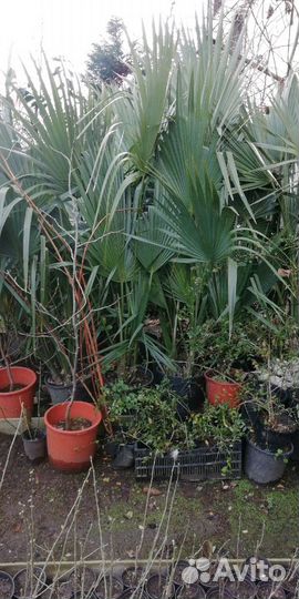 Пальма финиковая