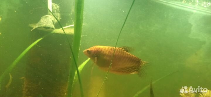 Аквариумные рыбки