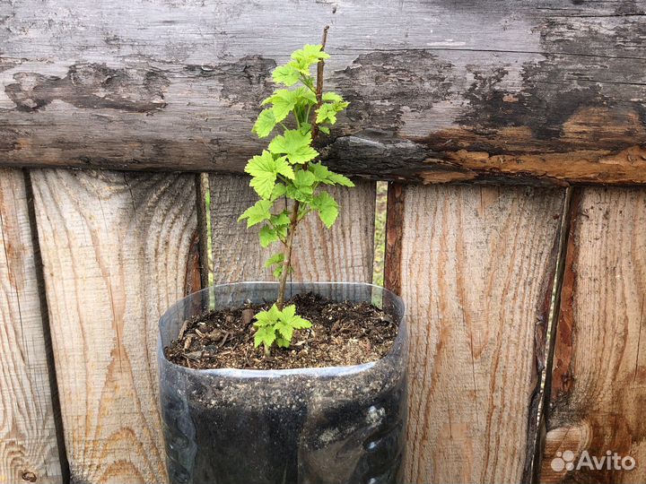 Саженцы черной, красной, белой смородины