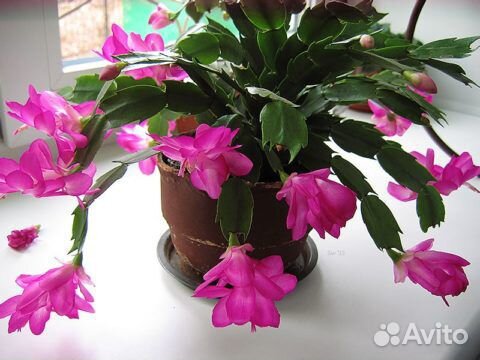 Цветы комнатные Декабрист Зигокактус