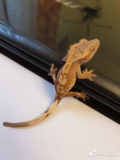 Геккон бананоед