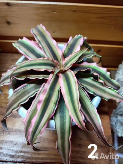 Криптантус двуполосатый