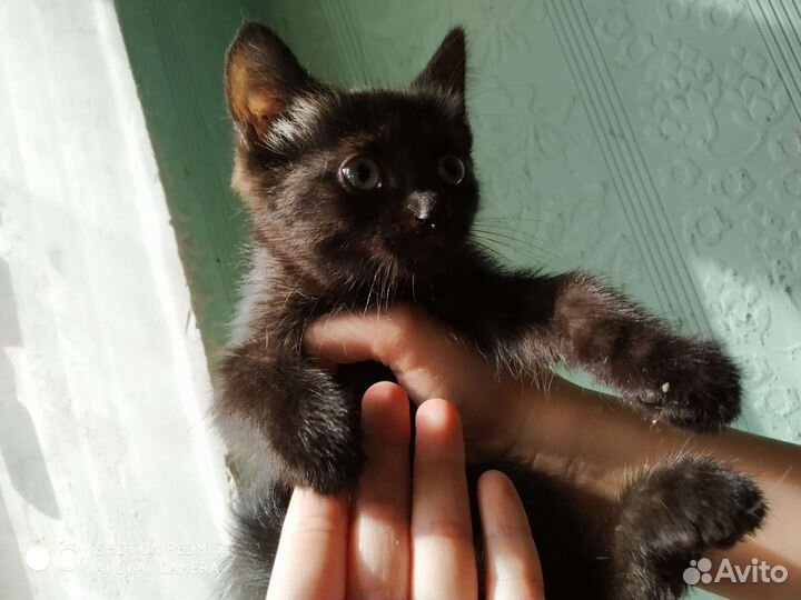 Котёнок бесплатно