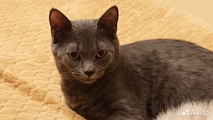 Котик пепельный в добрые руки