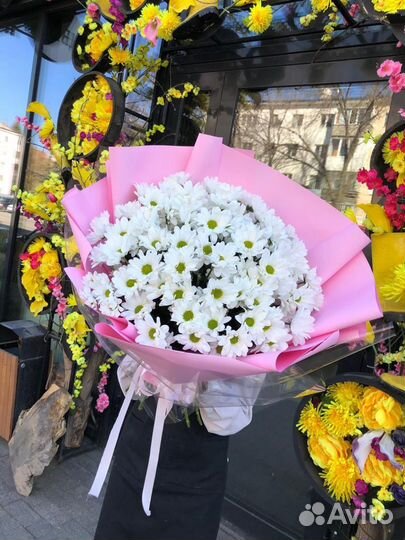 Ромашки хризантемы