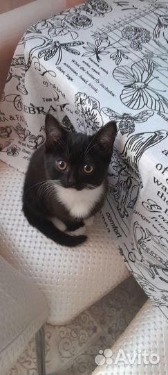 Кошки в добрые руки