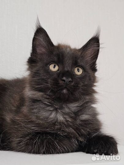 Котенок мейкун (девочка)