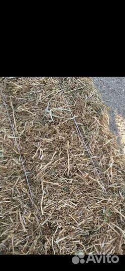 Солома пшеничная в тюках 2023