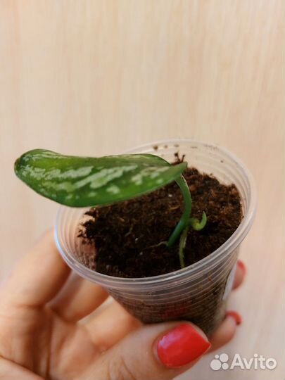 Сциндапсус триколор