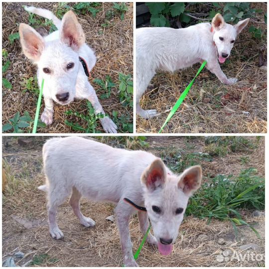 Белоснежный ангелочек