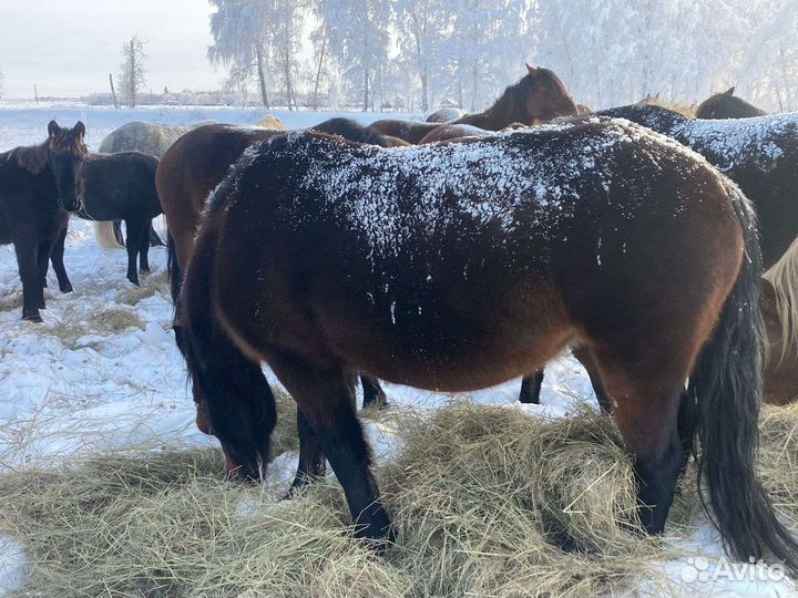 Продажа лошадей