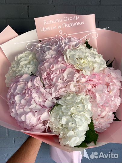 Гортензии с доставкой. Цветы Гортензии