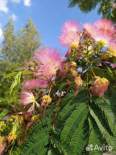 Альбиция Ленкоранская акация саженцы семена