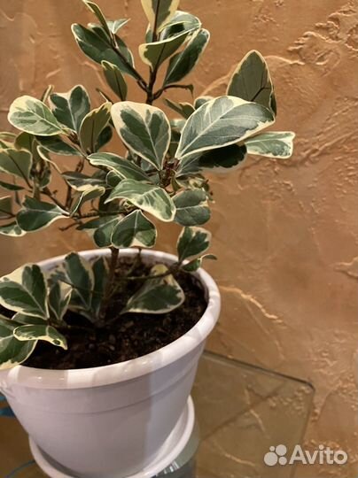 Фикус триангулярис