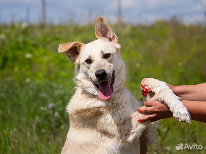 Собака в добрые руки