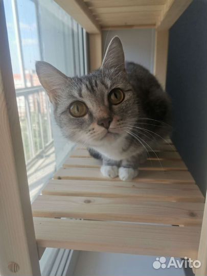 Стеллаж на окно для цветов, рассады и кошек