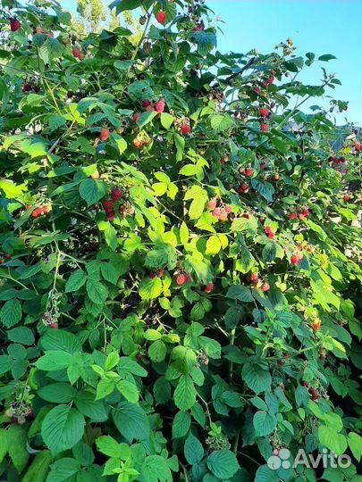 Саженцы малины и малиновое дерево