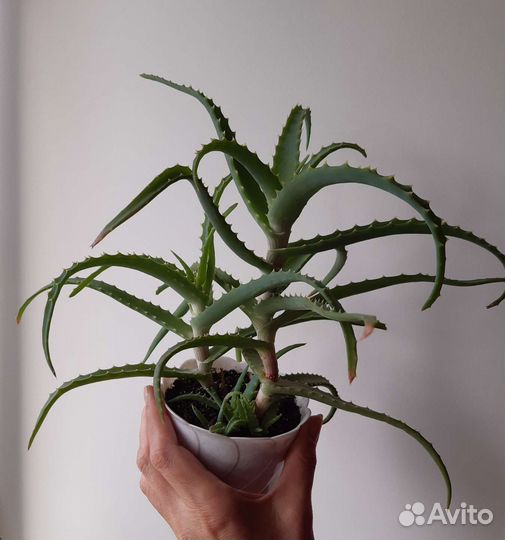 Алоэ древовидное лечебное