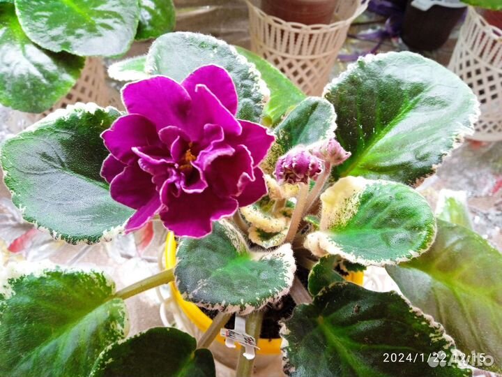 Фиалки сортовые