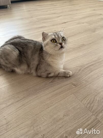 Британская кошка бесплатно