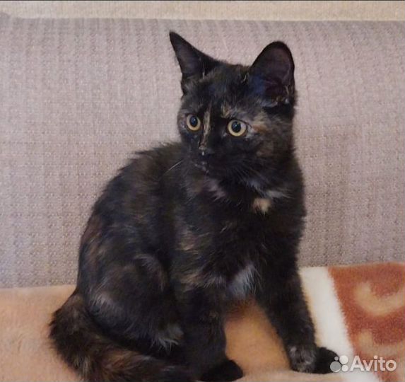 Котята от шотландской кошки в добрые руки