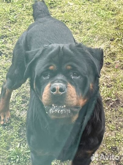 Ротвейлер мальчик