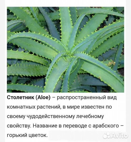 Алоэ Вера, Алоэ древовидное:2,3,4,5-лет