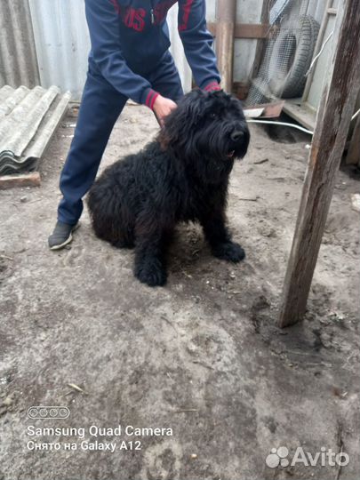 Русский черный терьер,есть документы, все прививки