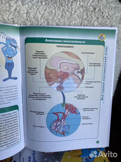 Как устроено тело человека