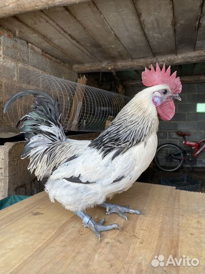 Маран, Лакеданзи