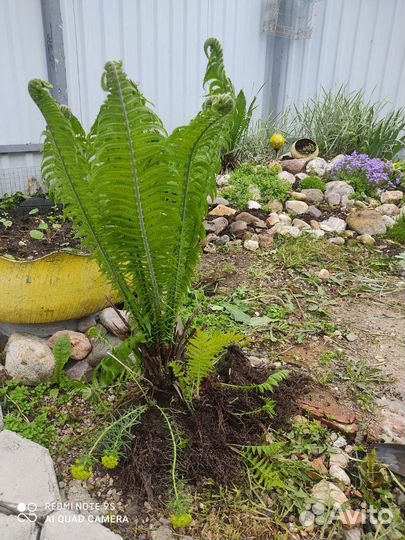 Папоротник