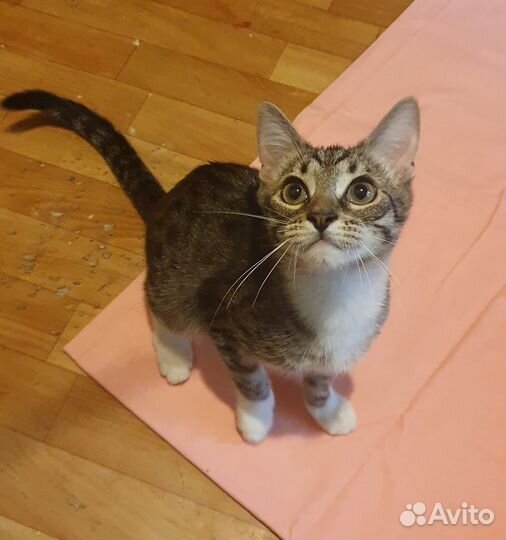 Котёнок-шпротик в добрые руки