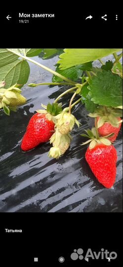 Рассада сладкой клубникиОчень много сортовЧитайте