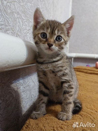 Кошечка в добрые руки