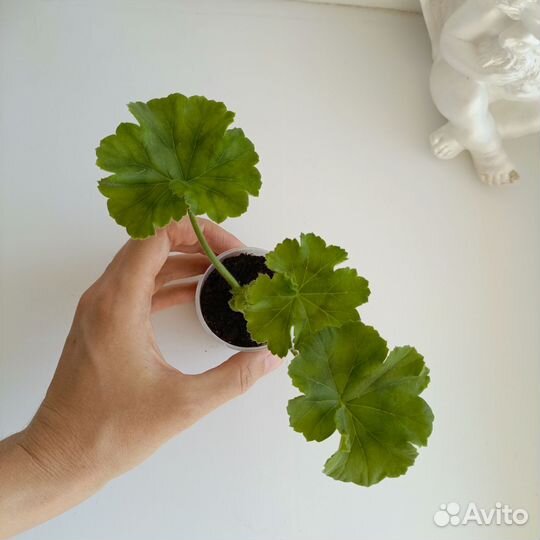 Пеларгония ив Королева Бирмы, PAC Viva Rosita