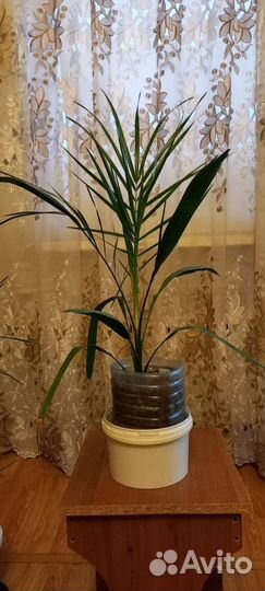 Финиковая пальма