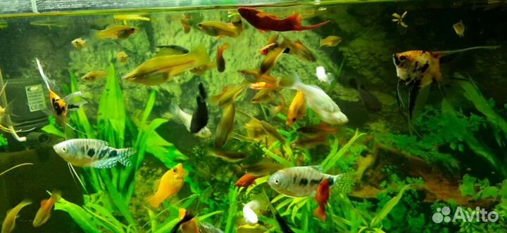 Теодоксус улитка