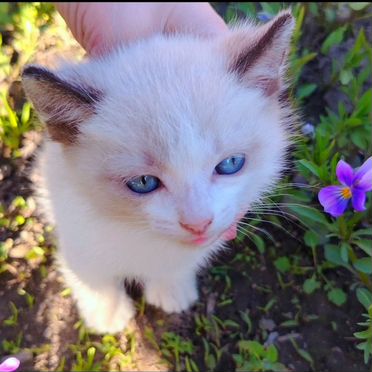 Сноу-Шу котёнок