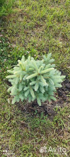 Ель голубая