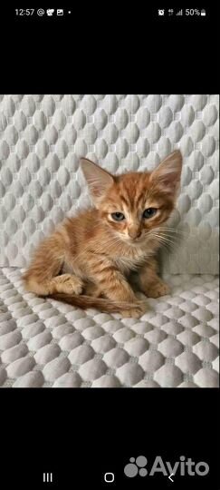 Котята мальчики, 2 месяца