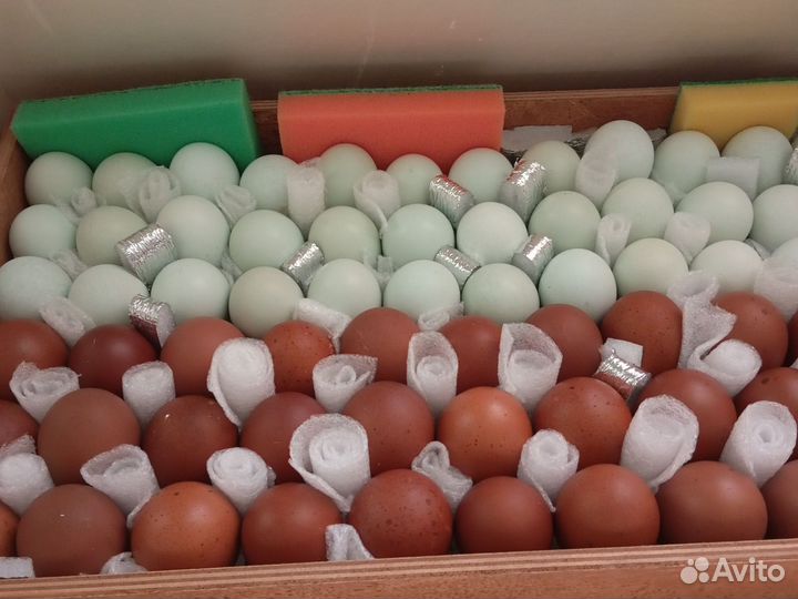 Цыплята,инкубационное яйцо маран, амеруакан