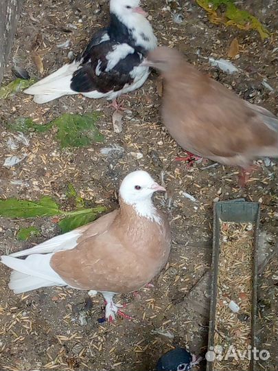 Продажа голубей