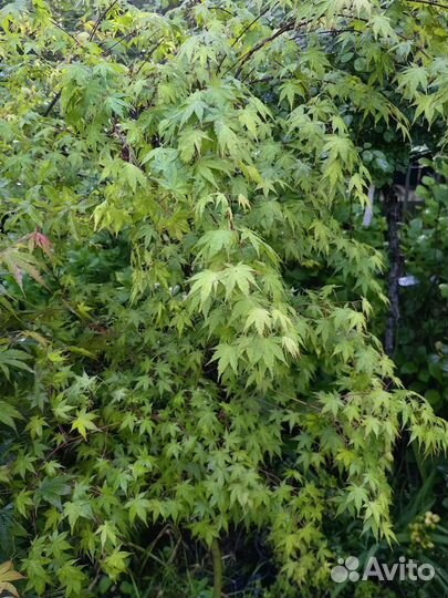 Клен Кацура