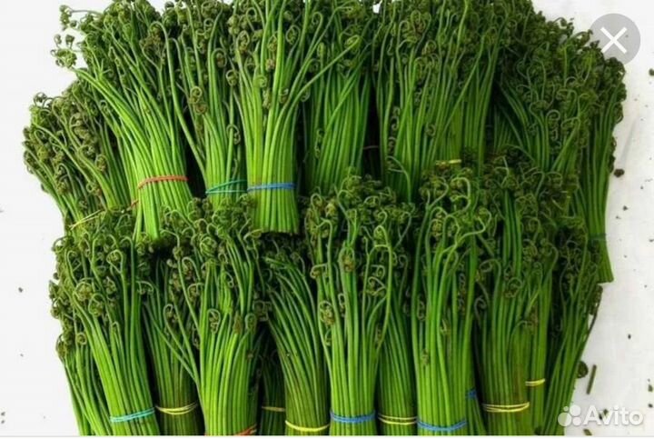 Папоротник