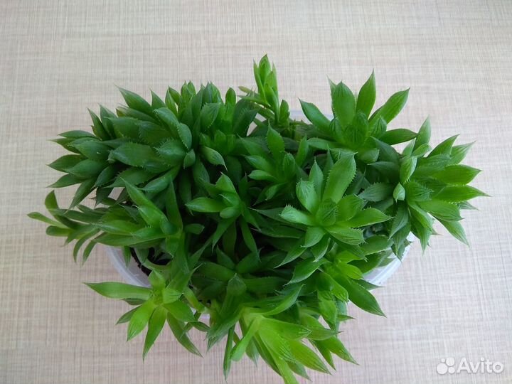 Хавортия Купера