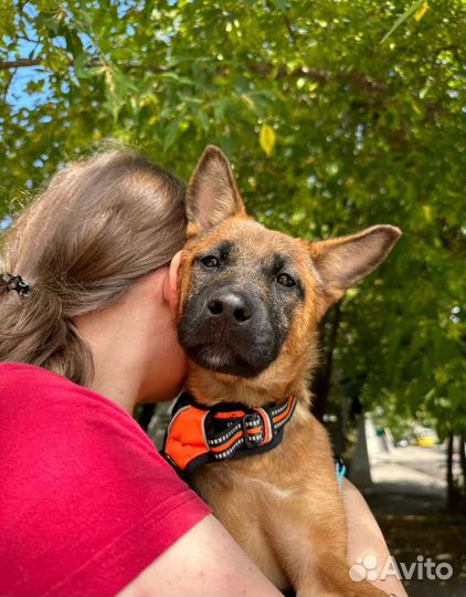 Щенок метис малинуа в добрые руки