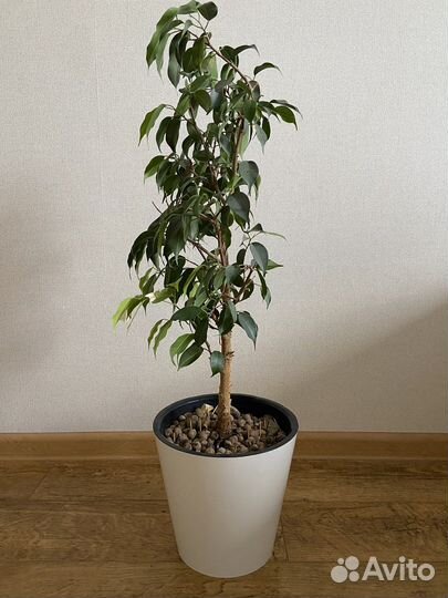 Фикус бенджамина