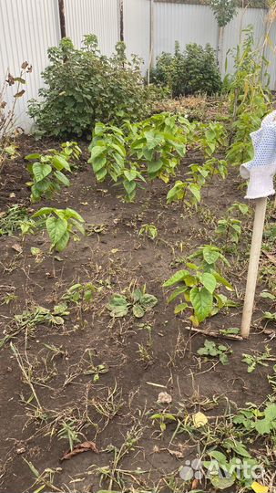 Саженцы катальпы